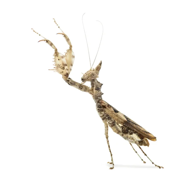 Vrouwelijke praying mantis, Ceratomantis saussurii, geïsoleerd op wit — Stockfoto