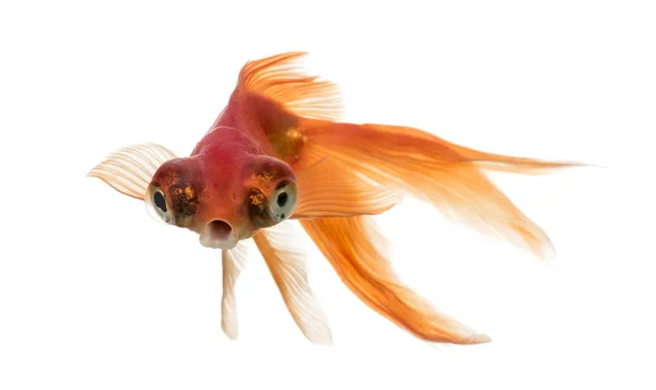 Front view of a Goldfish in water islolated on white — Stock Photo, Image