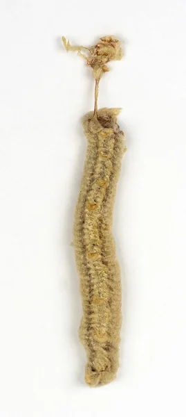 兰花螳螂，孤立在白色 ootheca — 图库照片