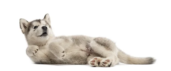 Аляскинский щенок маламут лежит на боку изолированный на белом — стоковое фото