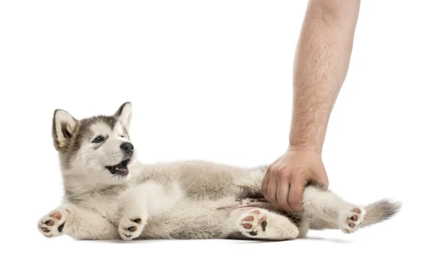 Puppy liggend op de kant met een menselijke hand — Stockfoto