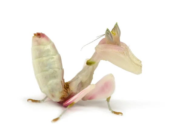 Vrouwelijke praying mantis, orchidee bidsprinkhaan, geïsoleerd op wit — Stockfoto