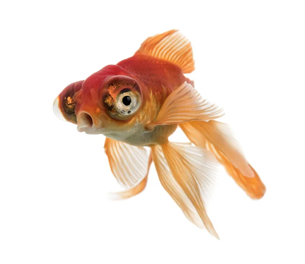 Goldfish islolated on white — Stock Photo, Image