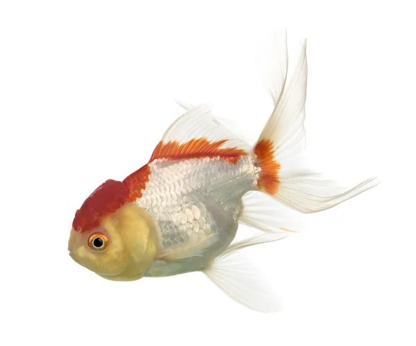 Side view of a lion's head goldfish isolated on white — Stock Photo, Image