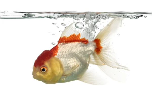 Side view of a diving lion's head goldfish — Stock Photo, Image