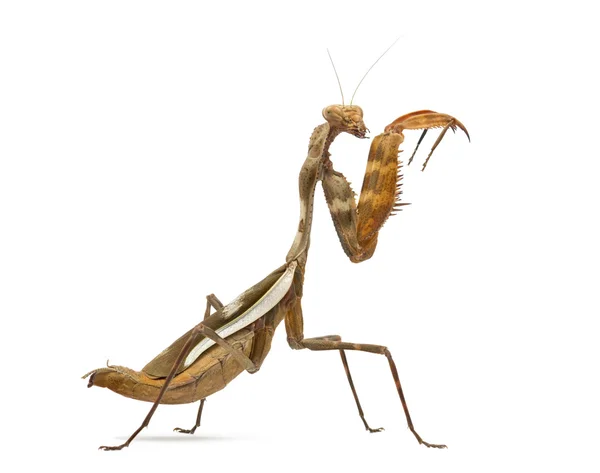 Praying mantis - Parasphendale sp reus - geïsoleerd op wit — Stockfoto