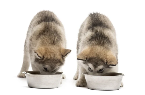 Alaskan Malamute pups drinken geïsoleerd op wit — Stockfoto