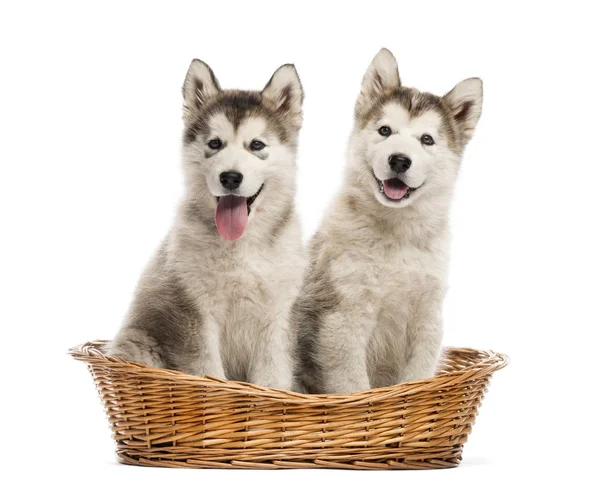 Alaskan Malamute puppies sitting in a basket isolated on white — Stock Photo, Image