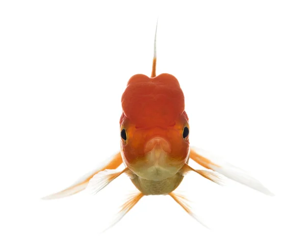 Framsida av en Lion's head goldfish simma — Stockfoto