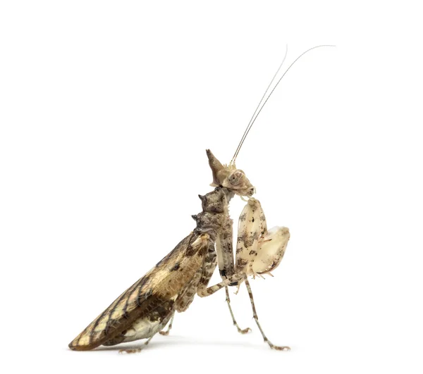 Mantis religiosa femenina, Ceratomantis saussurii, aislada en blanco — Foto de Stock