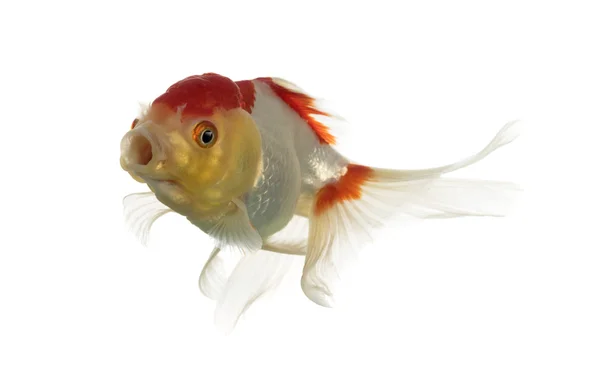 Lion's head goldfish opening mouth isolated on white — Stock Photo, Image