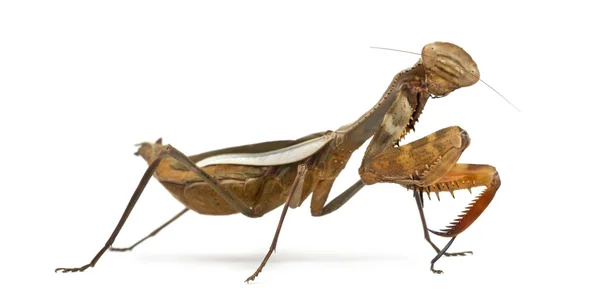 螳螂-Parasphendale sp 巨人-上白色孤立 — 图库照片