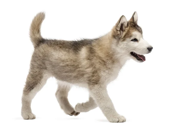 Alaskan Malamute puppy wandelen geïsoleerd op wit — Stockfoto