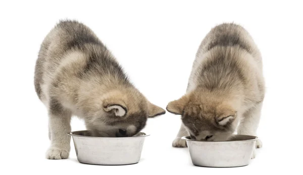 Chiots de l'Alaska Malamute boire isolé sur blanc — Photo