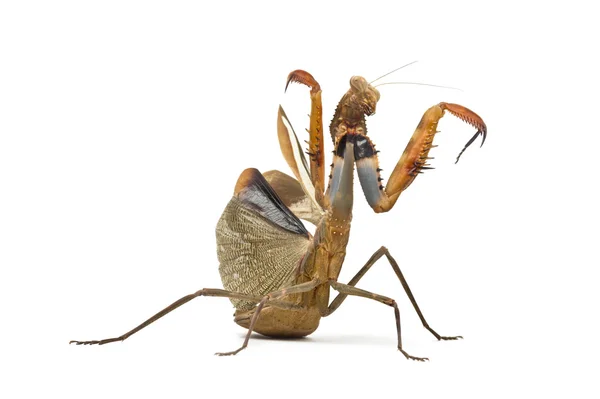 Praying mantis - Parasphendale sp Giant - isolated on white — Stock Photo, Image