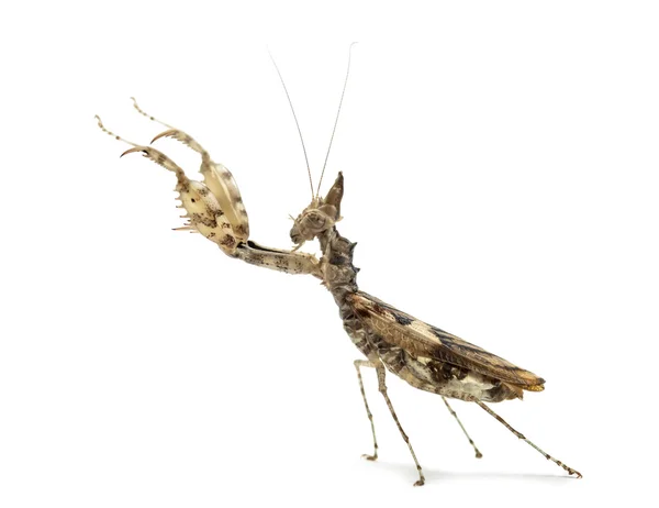 雌螳螂，Ceratomantis saussurii 上白色, 孤立 — 图库照片