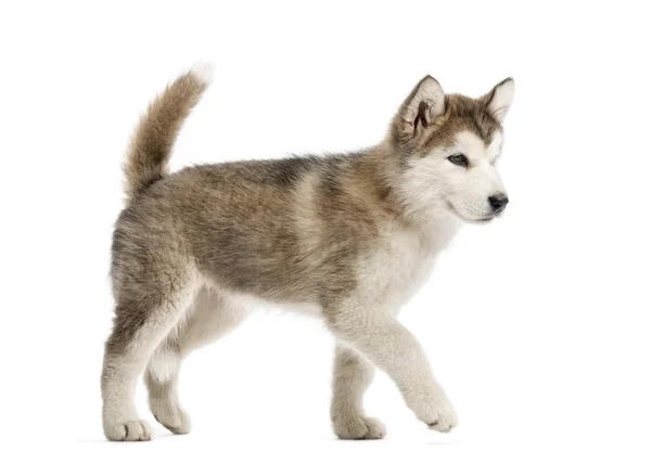 Alaskan Malamute chiot marche isolé sur blanc — Photo