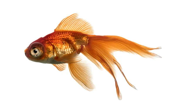 Vista laterale di un pesce rosso in acqua, isolato su bianco — Foto Stock