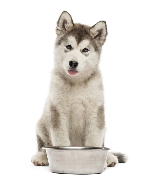 阿拉斯加雪橇犬小狗坐在一起一碗上白色孤立 — 图库照片