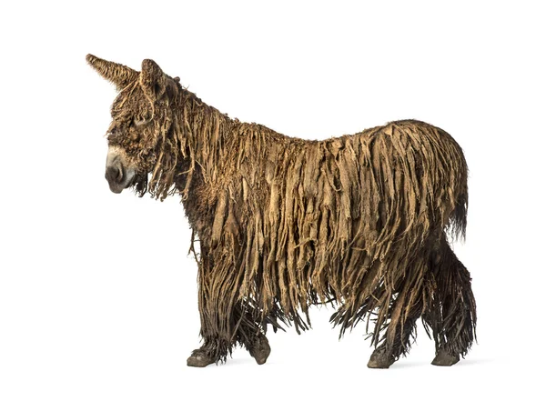 Seitenansicht eines wandelnden Poitou-Esels — Stockfoto