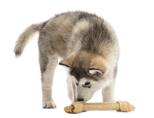 Alaskan Malamute cachorro oliendo un hueso aislado en blanco — Foto de Stock