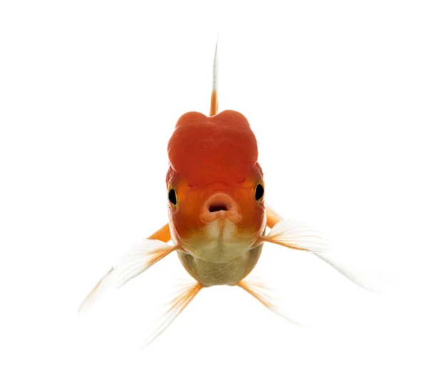 Vista frontal da cabeça de um leão goldfish boca de abertura — Fotografia de Stock