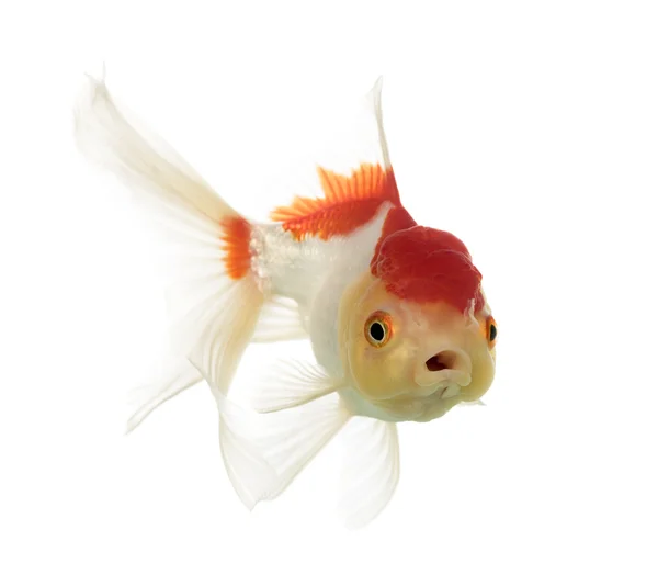 Lion's head goldfish opening mouth isolated on white — Stock Photo, Image