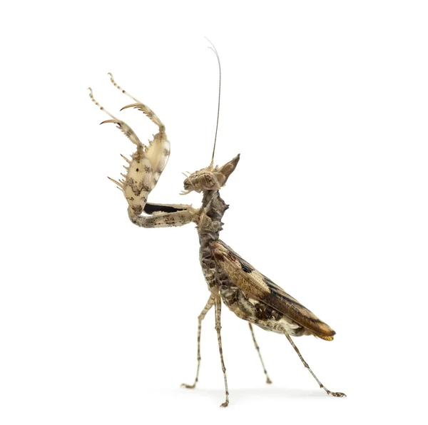 Vrouwelijke praying mantis, Ceratomantis saussurii, geïsoleerd op wit — Stockfoto