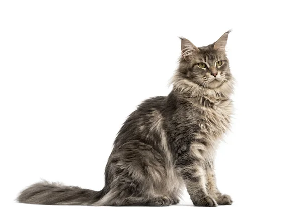 Sidovy av en Maine coon sitter isolerad på vit — Stockfoto