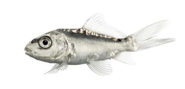 Side view of a grey koi isolated on white — Stock Photo, Image