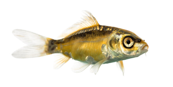 Side view of a yellow koi isolated on white