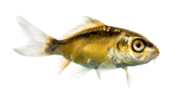 Side view of a yellow koi isolated on white — Stock Photo, Image