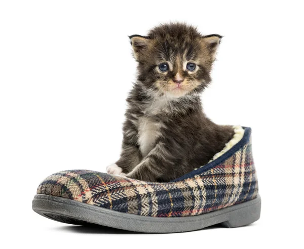 Maine coon kitten in a slipper isolated on white — Stock Photo, Image
