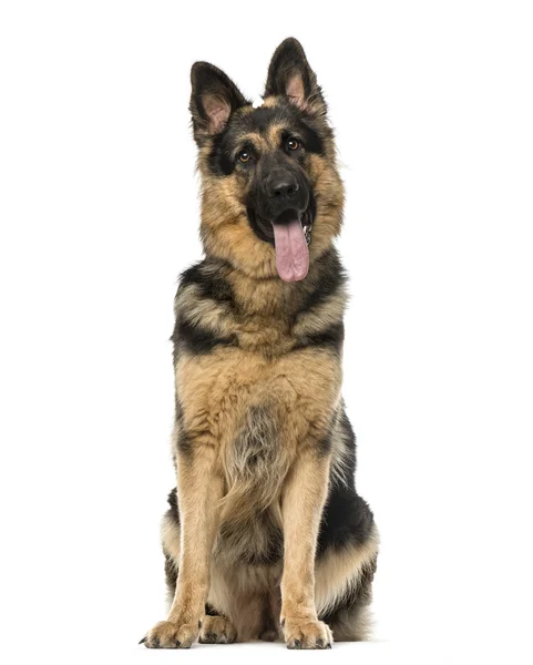 German shepherd sitting and panting, isolated on white — Stock Photo, Image