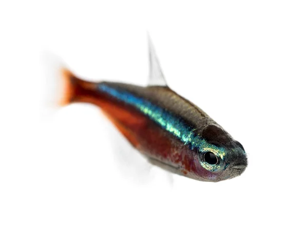 Кардинальская рыба или кардинальная тетра, изолированная на белом — стоковое фото