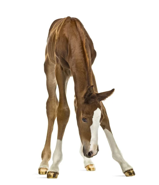 Foal looking down isolated on white — Stock Photo, Image