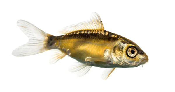 Side view of a yellow koi isolated on white — Stock Photo, Image