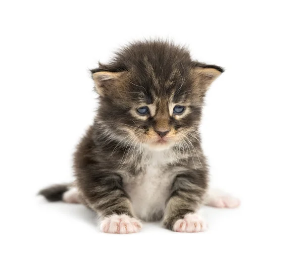 Maine coon kitten facing isolated on white — Stock Photo, Image