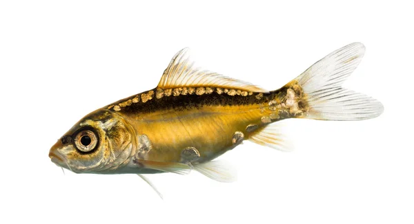 白で隔離黄色い鯉の側面図 — ストック写真