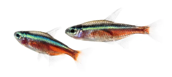 Deux poissons Cardinalis ou tétra cardinal isolés sur du blanc — Photo