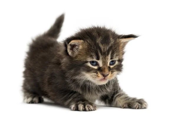 Maine coon kitten stretching isolated on white — Stock Photo, Image