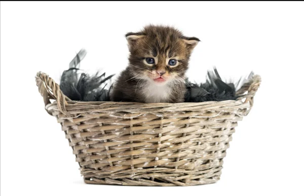 Maine coon gatito saliendo de una canasta de mascotas — Foto de Stock