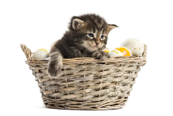 Maine coon gatito saliendo de una canasta de mascotas — Foto de Stock