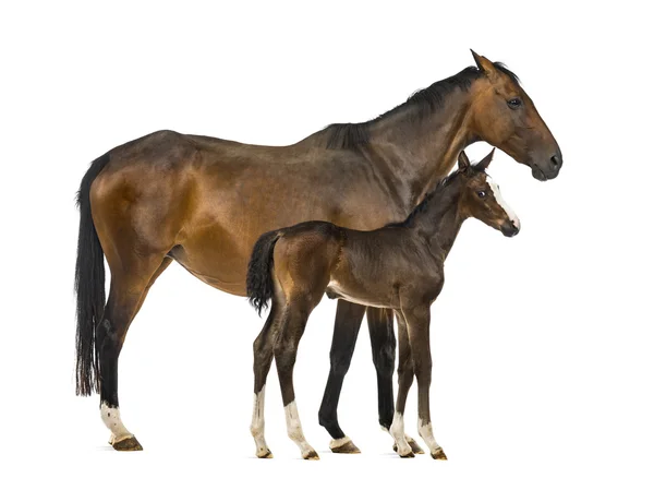 Side view of a mare and her foal — Stock Photo, Image