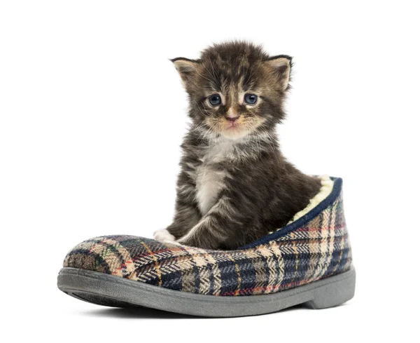 Maine coon kitten in a slipper isolated on white — Stock Photo, Image