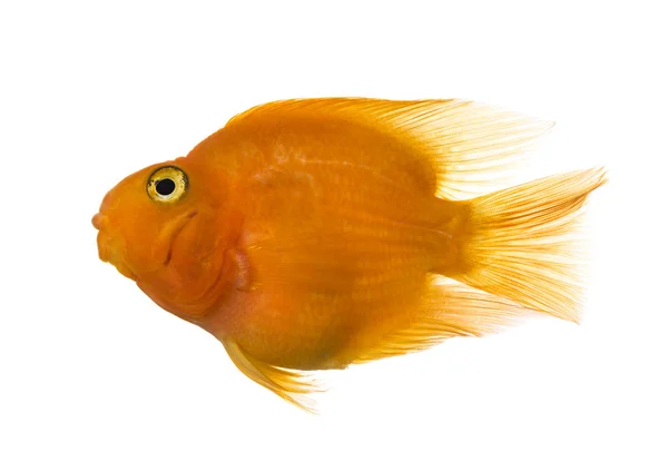 Vista lateral de un pez loro aislado en blanco — Foto de Stock