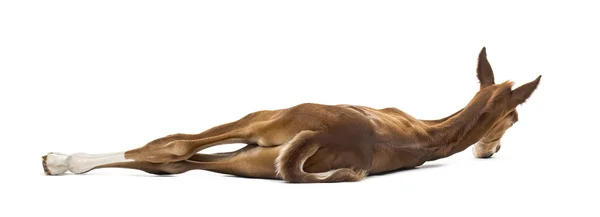 Вид сзади на лежащего жеребенка сбоку — стоковое фото