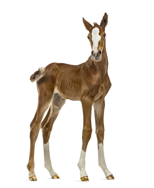 Foal looking at the camera isolated on white — Stock Photo, Image