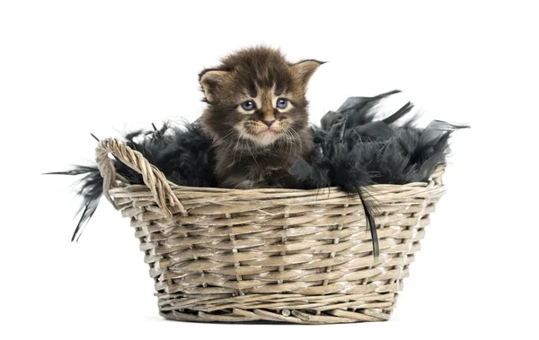 Maine coon kitten coming out van een huisdier mand — Stockfoto