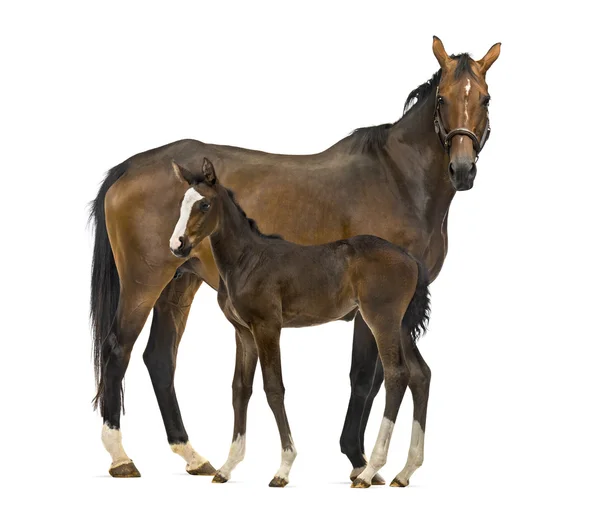 一匹母马和她的小马驹的侧视图 — 图库照片
